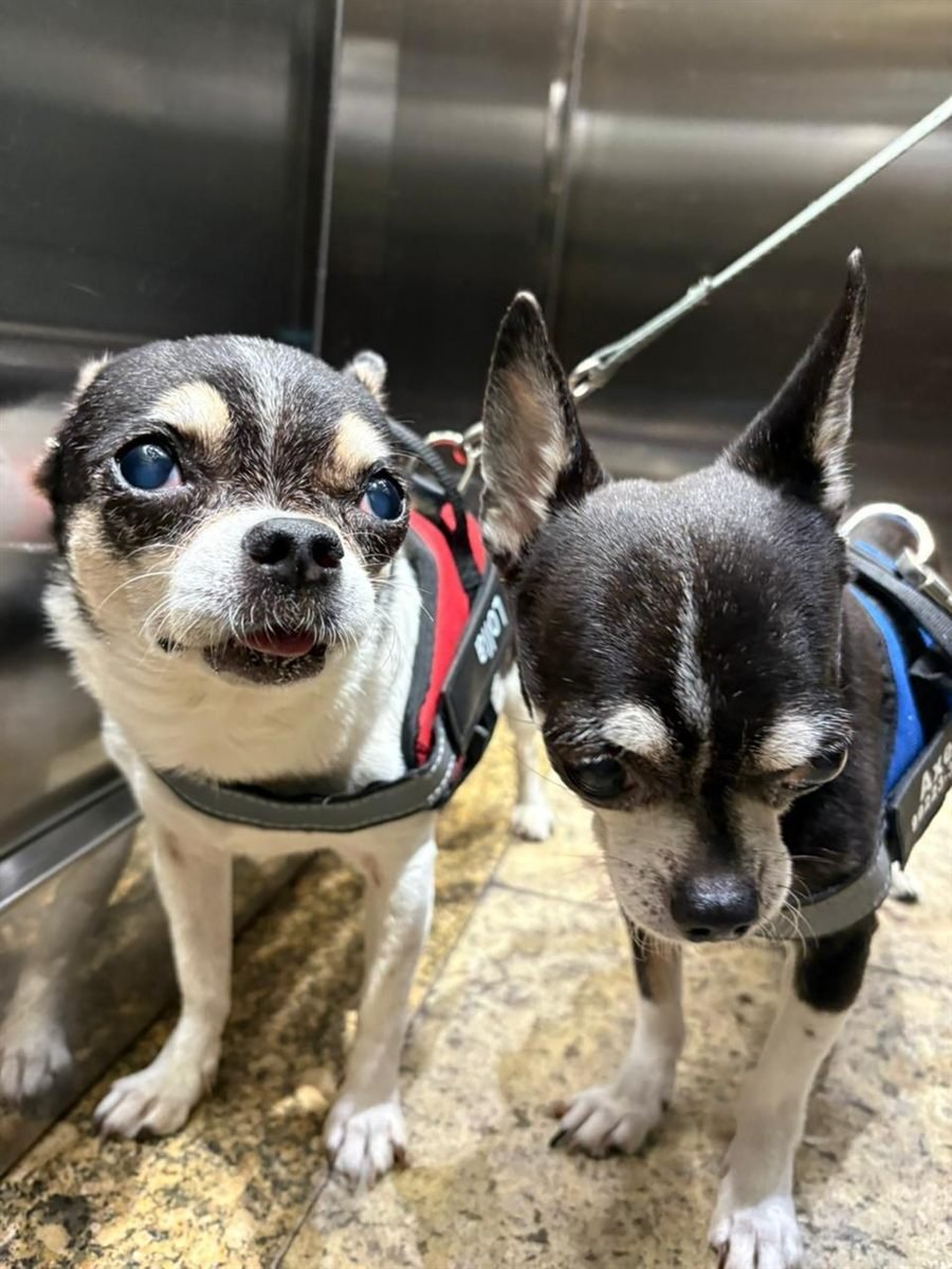 Axel e Lola, dois chihuahuas de peitoral, lado a lado no elevador