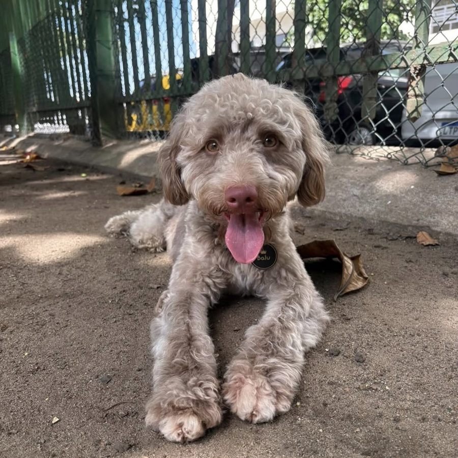 Balu, poodle cor de café, deitado no parquinho