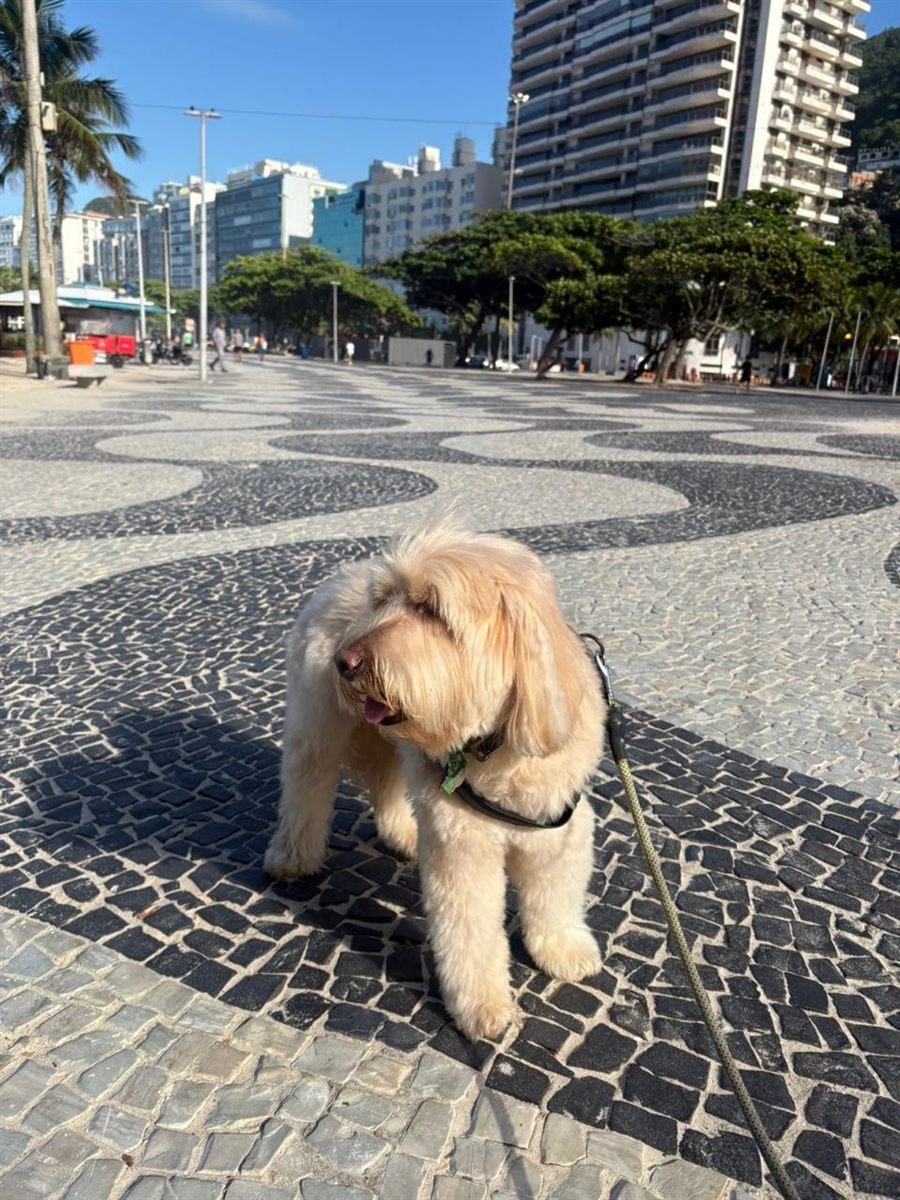 Cotoco, cão peludo caramelo claro, passeando no calçadão da praia