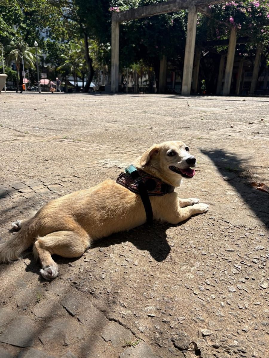 Foquinha, cadela caramelo de peitoral, deitada tomando sol