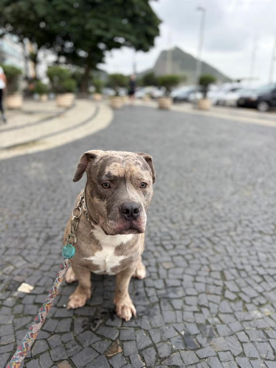 ICE de coleira, sentado na pedra portuguesa em Copacabana