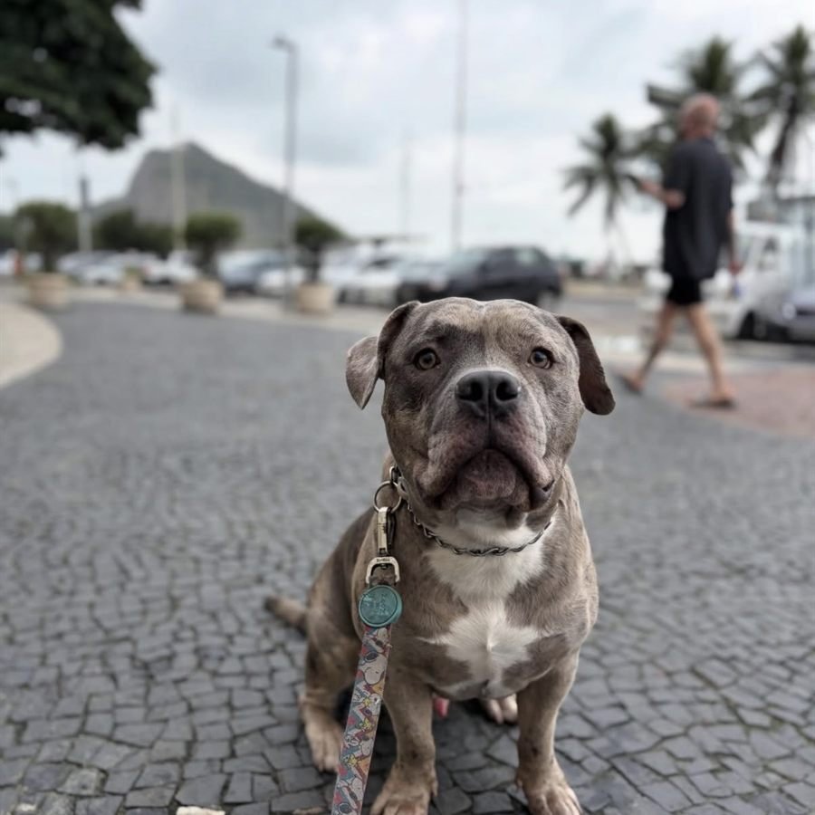 ICE, american bully cinza, sentado no calçadão