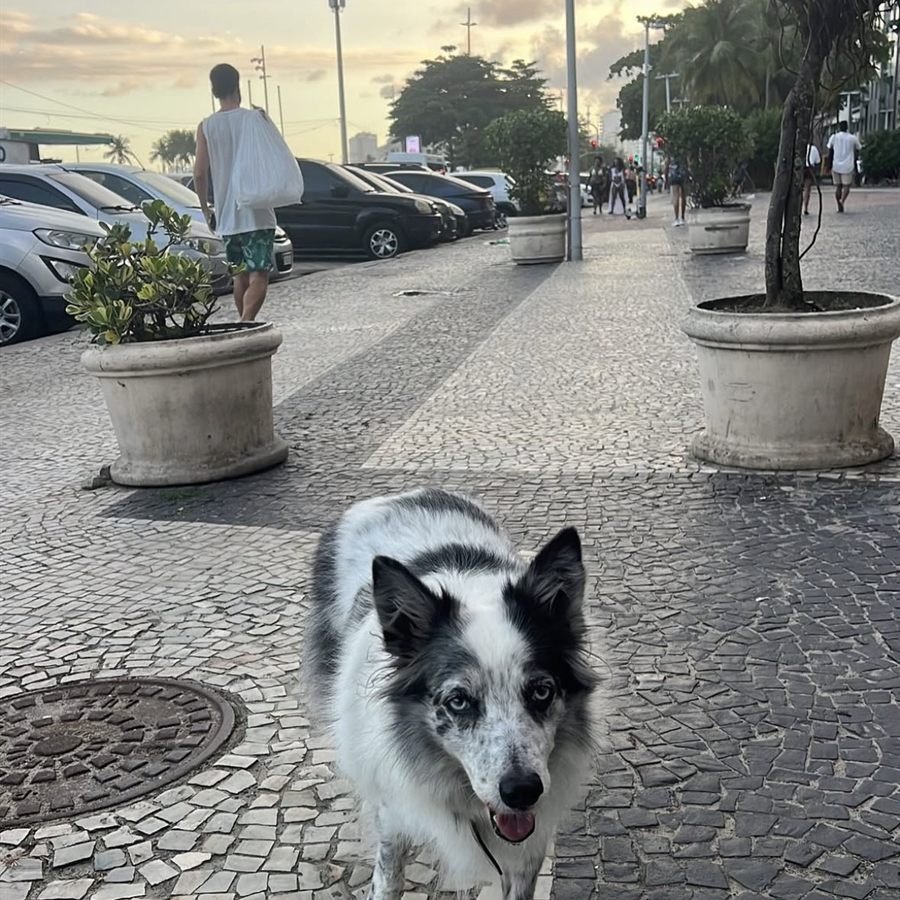 Jade, border collie merle, passeando no calçadão ao entardecer