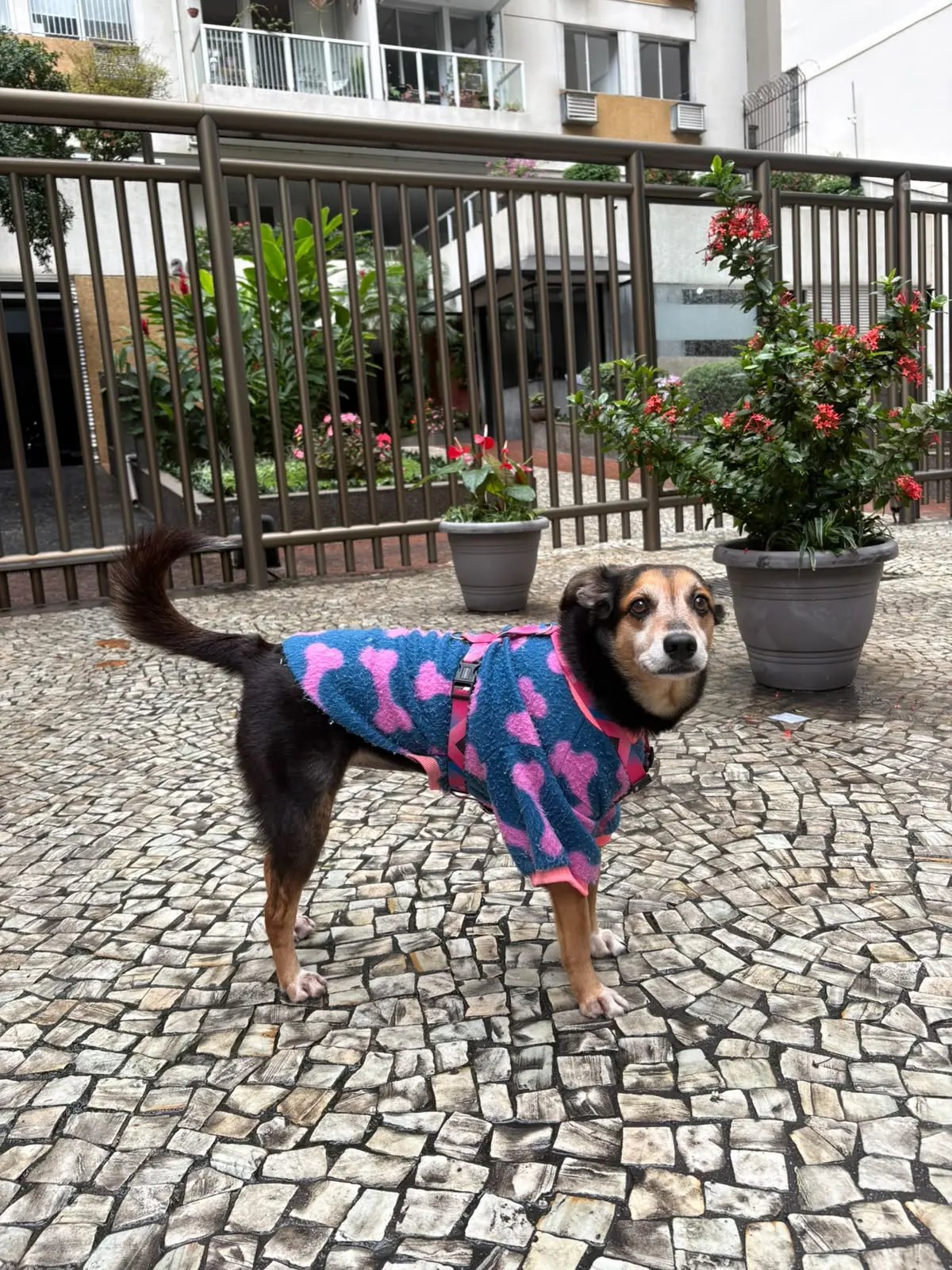 Lilla, cadela preta e caramelo de casaquinho azul com corações rosa, no calçamento português