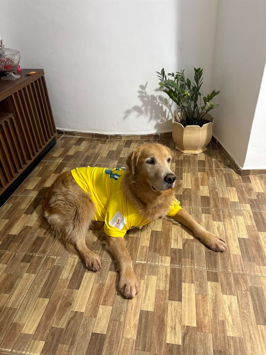 Ricky, golden retriever de camisa amarela deitado na sala