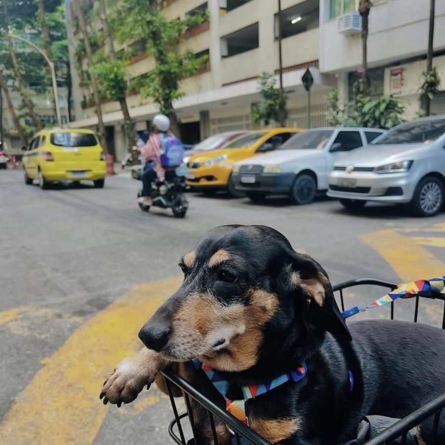 Thor, dachshund preto e caramelo, na cestinha da bike