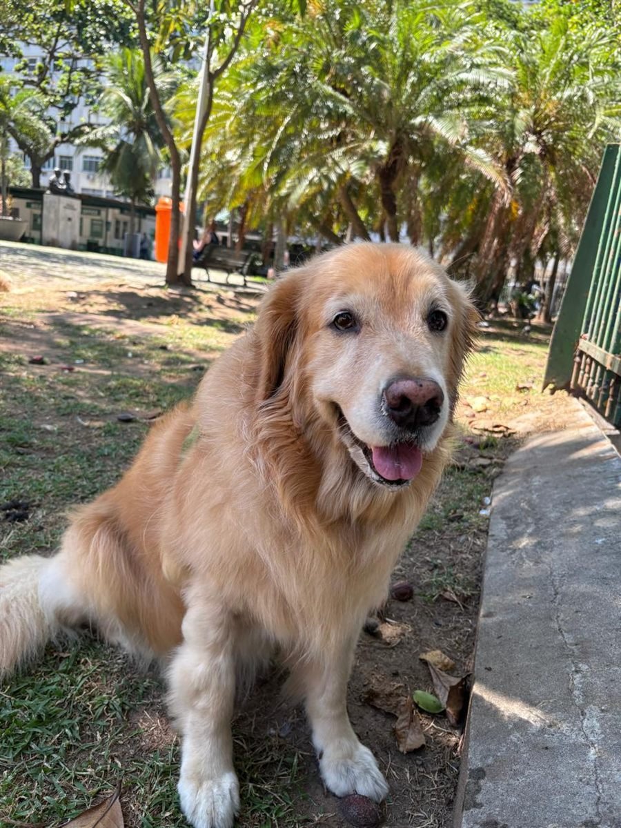 Tootsie, golden retriever, sentado na sombra da praça