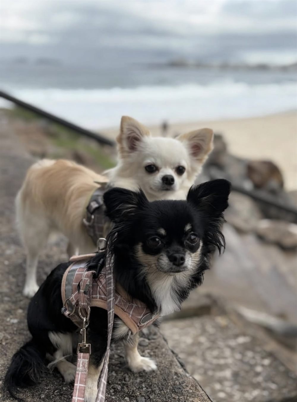 Dois chihuahuas passeando na mureta com a praia ao fundo